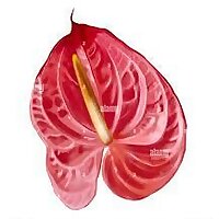 Kyle Anthurium